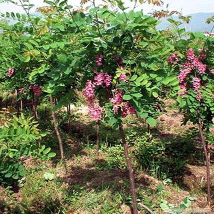 *批發(fā) 供應(yīng) 香花槐小樹(shù) 紅花槐小樹(shù) 觀花植物 綠化工程樹(shù)