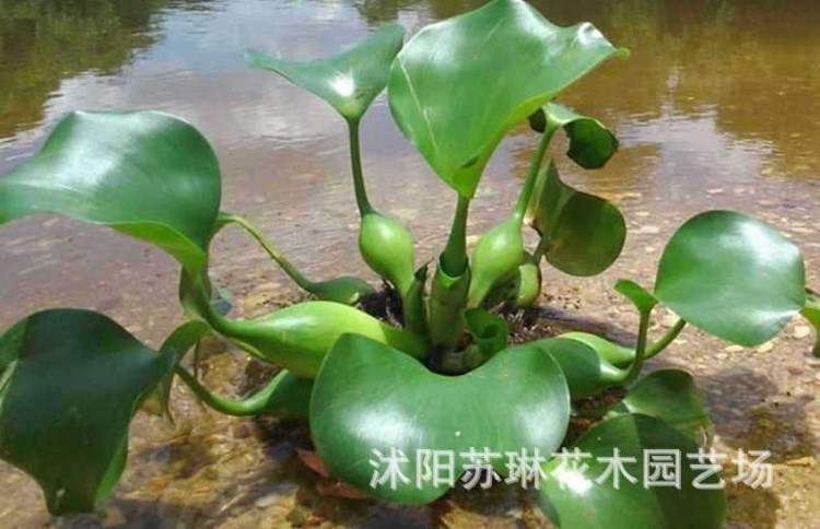 水葫蘆水生植物水培綠植鳳眼蓮水浮蓮污水凈化布袋蓮苗基地直銷