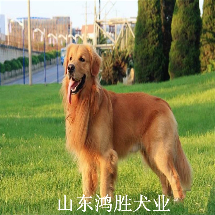 養(yǎng)殖基地 金毛導(dǎo)盲犬 種金毛犬 活體幼犬 精品金毛犬 發(fā)貨基地