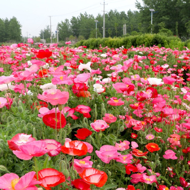 冰島虞美人種子耐寒耐陰春秋播花種子景觀花海四季種易活開花不斷