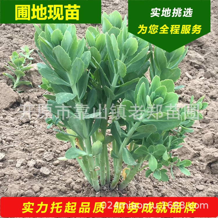  八寶景天 多年生肉質(zhì)草本植物 華麗景天 遼寧開原景天花價(jià)格