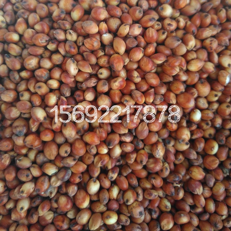 供應高粱，可做釀酒使用，可用于鴿子飼料 可做膨化飼料