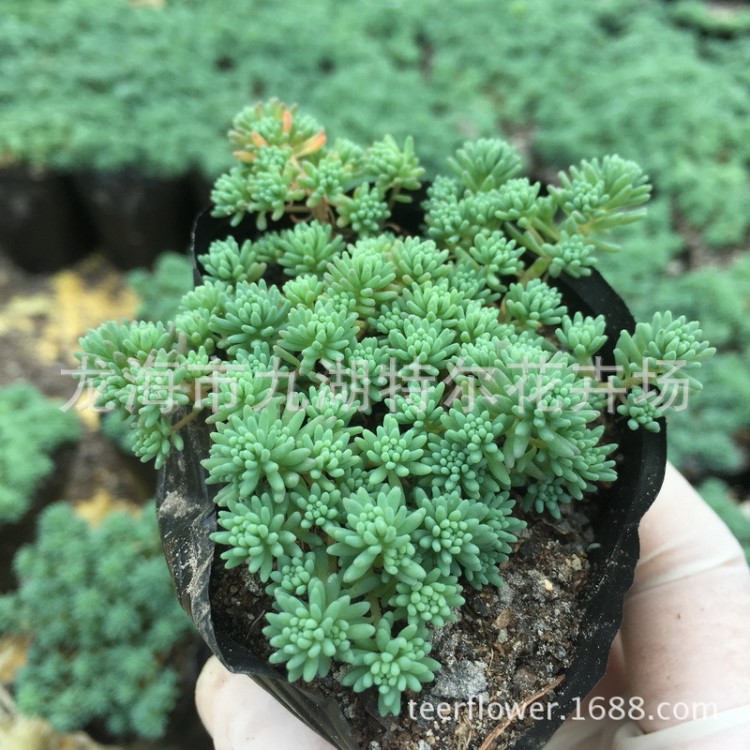 薄雪萬年草 磯小松 護盆草 桌面綠植室內(nèi)陽臺多肉植物