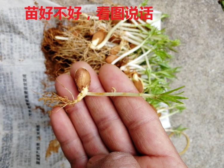 毛桃苗毛桃芽苗桃樹(shù)苗山桃苗桃樹(shù)砧木毛桃奶苗毛桃小苗包郵