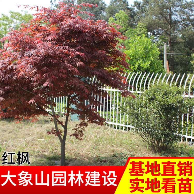 中國紅楓灌木花卉 園林綠化常綠喬木紅楓樹 苗木綠化工程紅楓