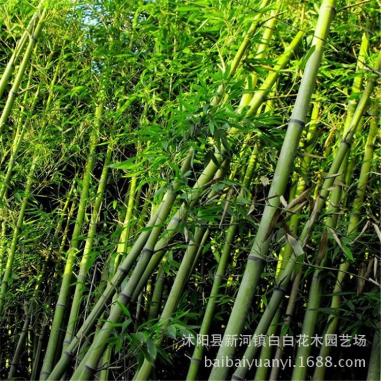 基地直銷黃竹別墅庭院綠化竹子苗青竹苗紫竹苗佛肚竹湘妃竹箬竹苗