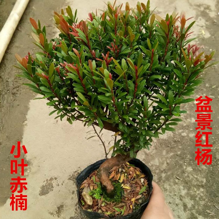 小葉赤楠紅楊赤楠雀舌黃楊造型榆樹基地直供造型盆景樹量大從優(yōu)