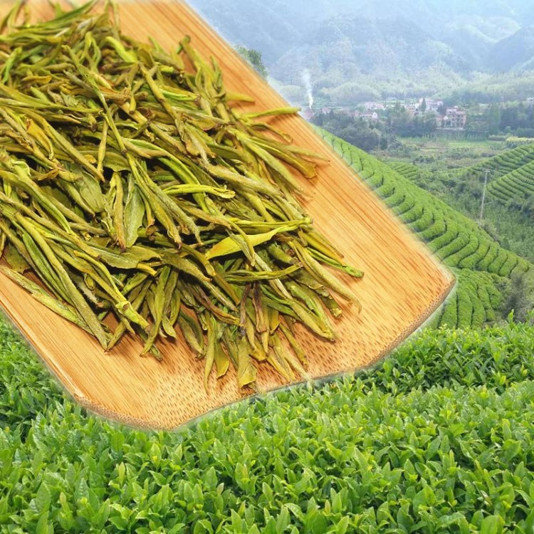 唐茗緣新高山綠茶 產(chǎn)地直銷毛峰散裝茶葉 批發(fā)安吉白茶鳳形黃金芽