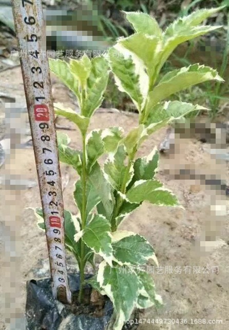 花叶假连翘地被苗 观叶植物 观叶地被植物 基地直销