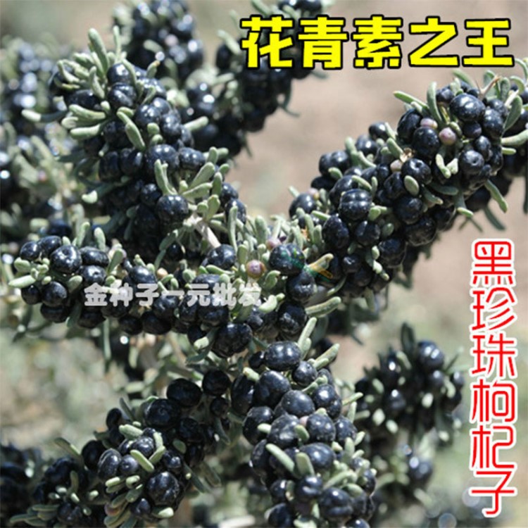 黑枸杞種子陽(yáng)臺(tái)庭院盆栽 滋補(bǔ)藥材生津益氣 養(yǎng)血明目延年益壽