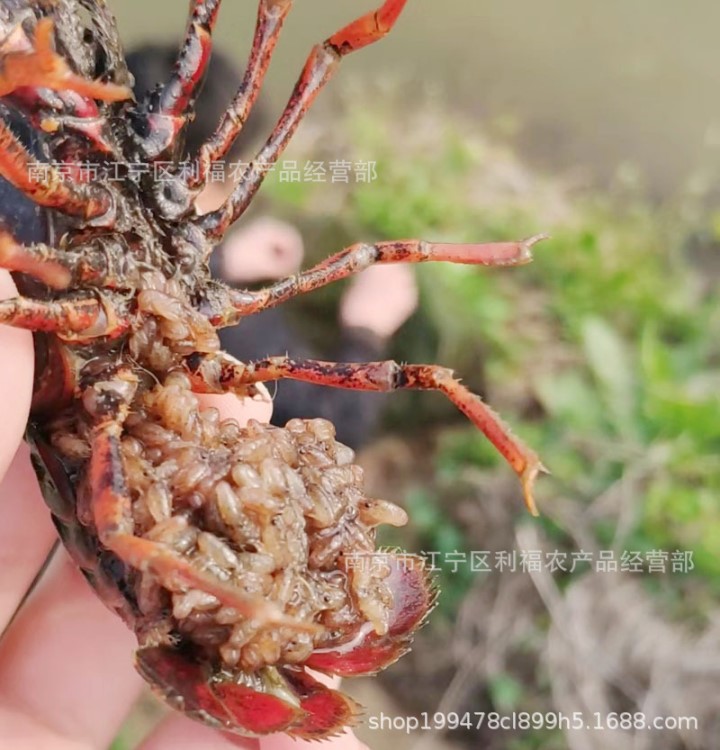 小龙虾种虾 小龙虾亲虾里有小龙虾苗卖 中国小龙虾种源保育基地