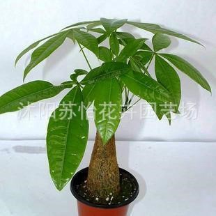 花卉 盆栽 植物 绿色植物 带盆 小发财树 办公室客厅选择