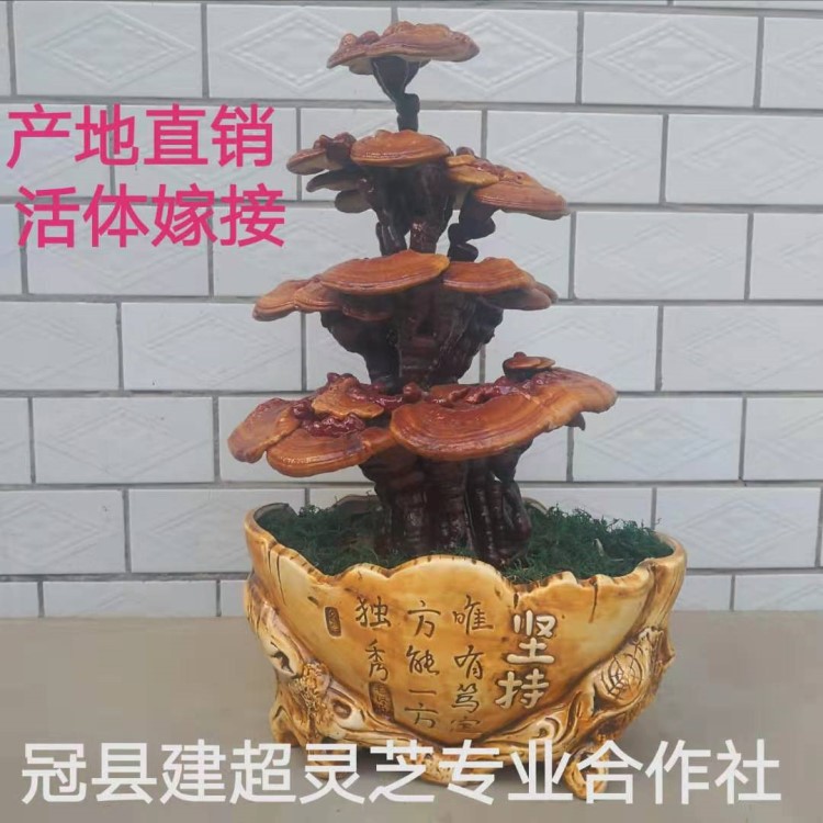 产地直销灵芝盆景活体嫁接 中小型灵芝盆景合作社自产自销