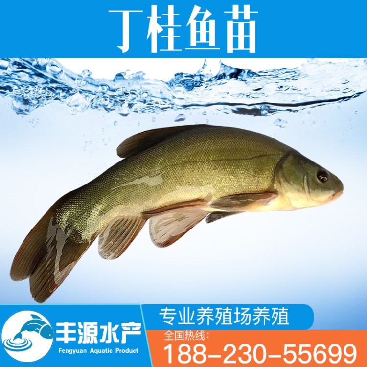 【 苗場直批】丁桂魚苗 丁鱥魚苗丁歲魚苗 金鮭魚苗淡水活體養(yǎng)殖