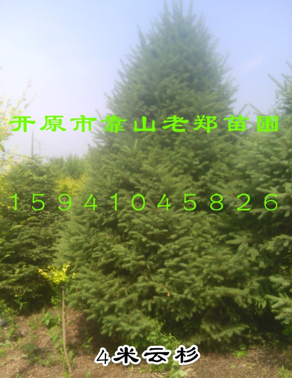苗圃 紅皮云杉 常綠樹種 工程用苗 耐寒大喬木 規(guī)格 價(jià)格優(yōu)惠