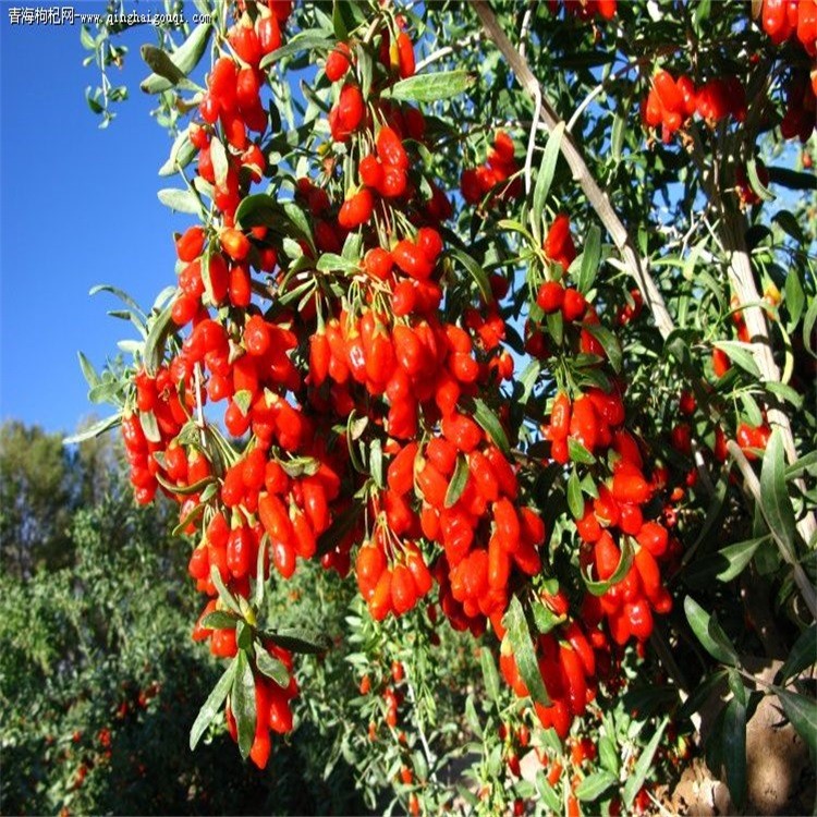 苗圃直銷(xiāo)寧夏紅枸杞苗 當(dāng)年黑枸杞苗價(jià)格 一畝地種植枸杞苗