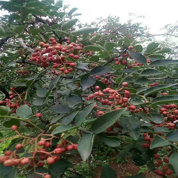 大红袍花椒苗基地 韩城花椒苗价格 红粒花椒树苗里有卖