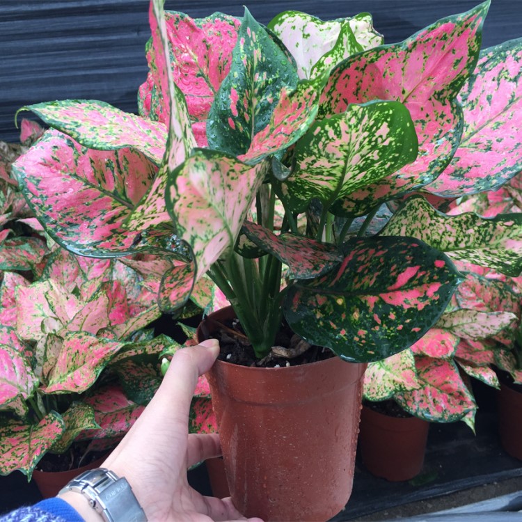 室內桌面觀賞性綠植吉祥如意皇后盆栽年花花卉批發