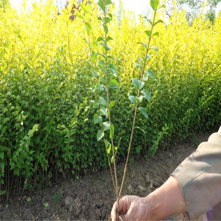 基地直銷金葉女貞球 四季常青庭院植物金葉 金葉女貞球綠化工程