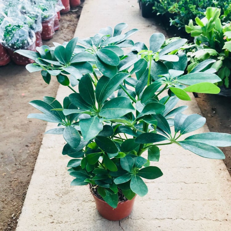 批發室內四季常青綠植盆栽鴨腳木 八方來財七葉蓮銷售 鴨腳木花卉