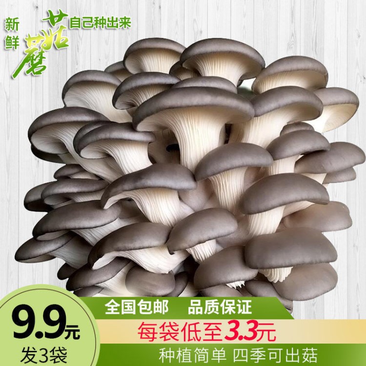 {買1包發(fā)3包}蘑菇菌包平菇金針菇秀珍食用菌菌種陽(yáng)臺(tái)多肉植物盆栽