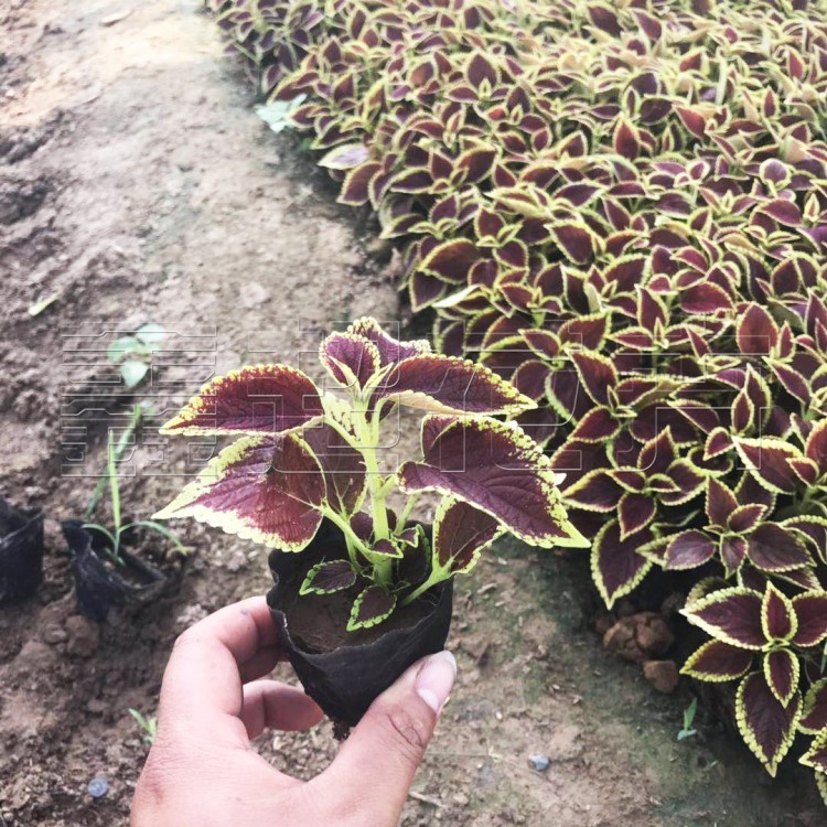 彩葉草苗 地被道路綠化種植四季易種盆栽五色草 工程綠化耐寒綠植