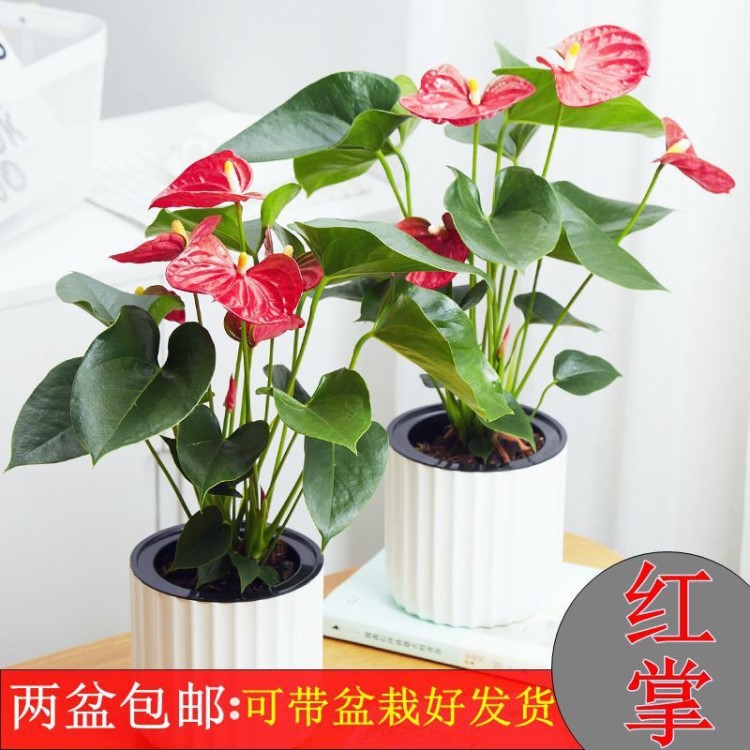 新品綠植 粉掌苗帶花 室內盆栽植物 水培紅掌綠蘿 土培發財樹包郵