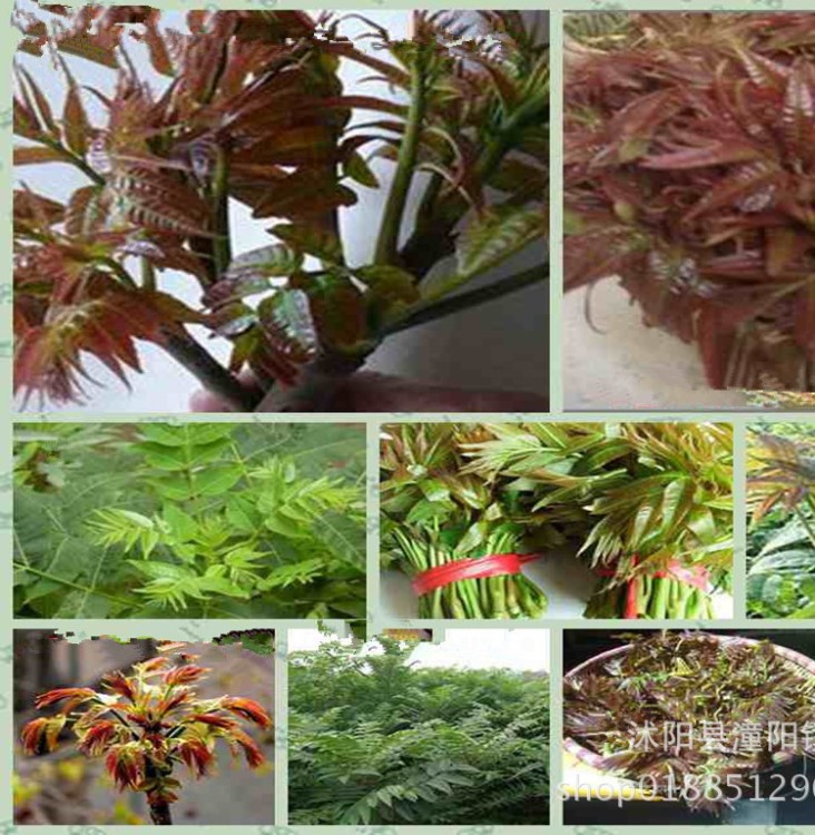 產(chǎn)地批發(fā)紅油香椿種子香椿苗種子香椿芽苗菜種子紅椿樹種子椿芽樹