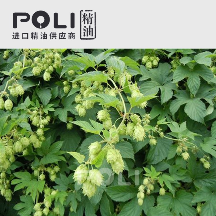 (加拿大) 蛇麻草/啤酒花精油 OEM精油原料配方定制【POLI/颇黎】