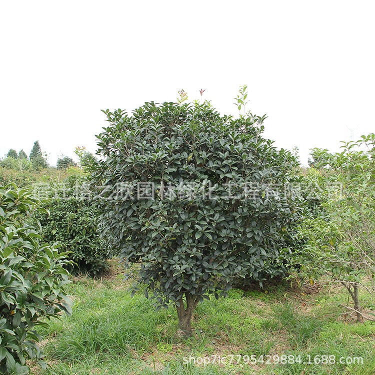 金桂桂花樹苗批發庭院可盆栽金桂花苗綠化工程苗木觀花植物