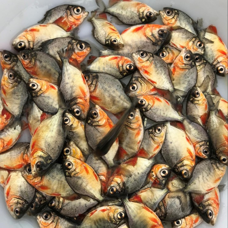 供應 魚 淡水白鯧魚 草魚 淡水石斑魚 水產(chǎn)批發(fā)