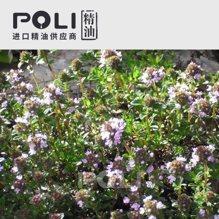 (法國) 1號冬季香薄荷精油 OEM單方精油原料批發(fā)【POLI/頗黎】