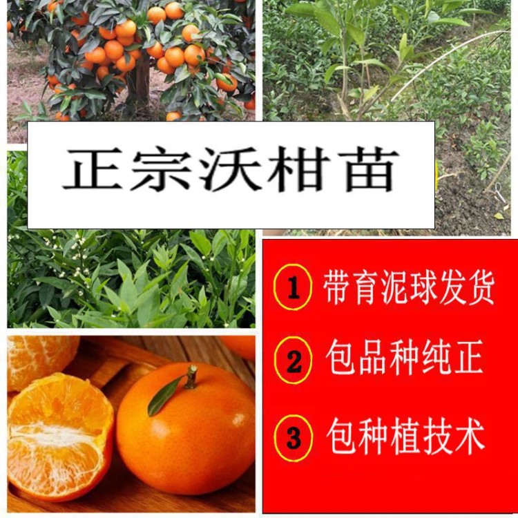 廣西沃柑樹柑橘樹橘子樹嫁接南方果樹種植大量批發(fā)求購樹