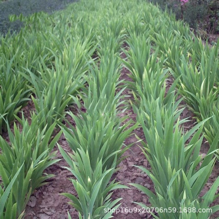 基地大量供應鳶尾 蝴蝶蘭綠化工程苗木 凈化水質處理水生植物