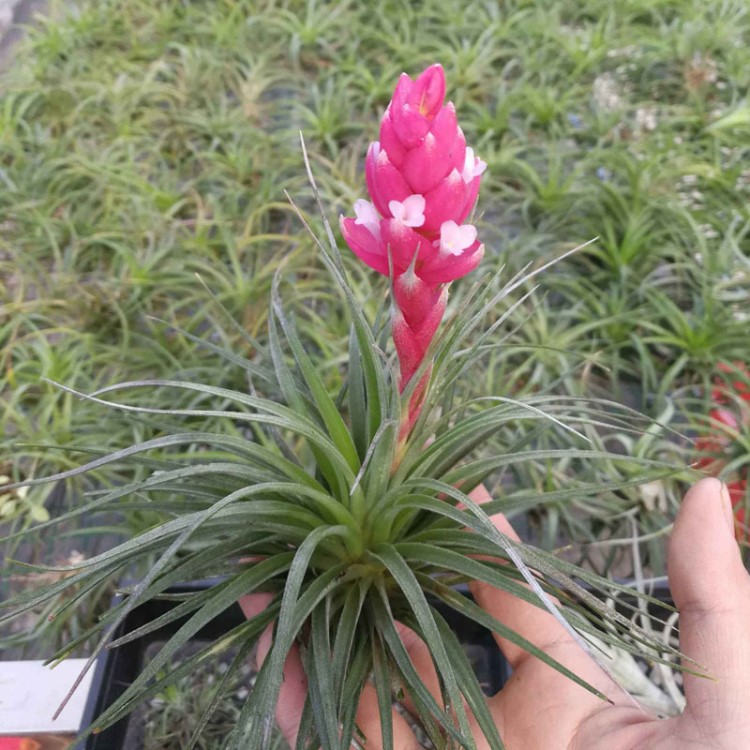 【基地直供】空氣鳳梨神奇空氣植物迷你小精靈 休斯頓