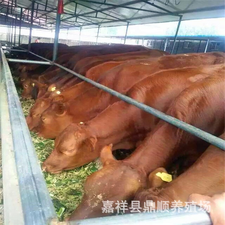 甘肃肉牛长势 肉牛饲养管理 肉牛犊育肥技术 改良黄牛