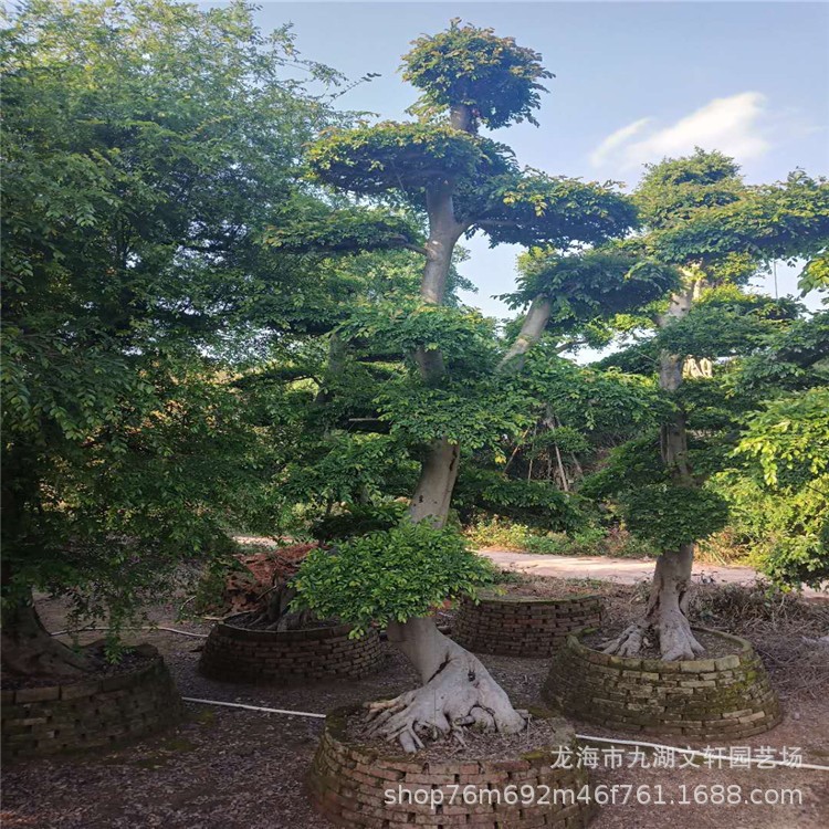 榆樹 基地直銷各種規(guī)格 盆景 福建茶 小葉榕 紅花繼木 紫薇樁景