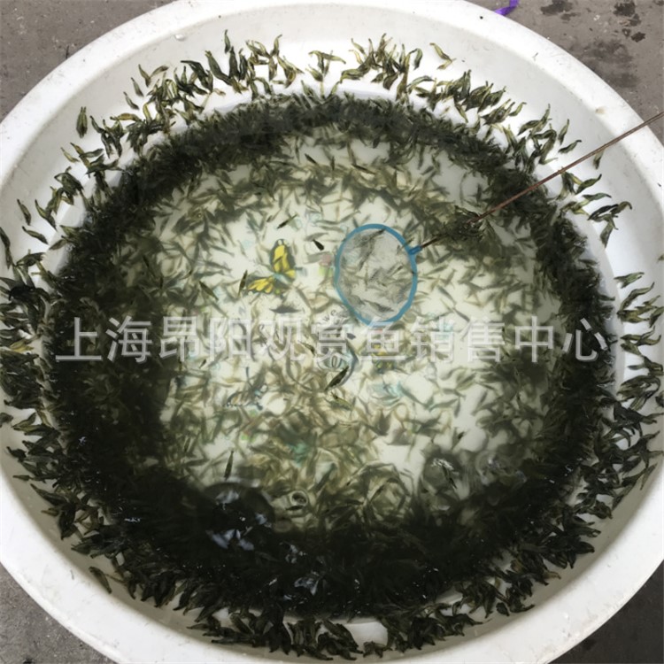 黑壳虾活体草缸除藻利器工具虾饲料虾淡水活体宠物观赏虾大量供货