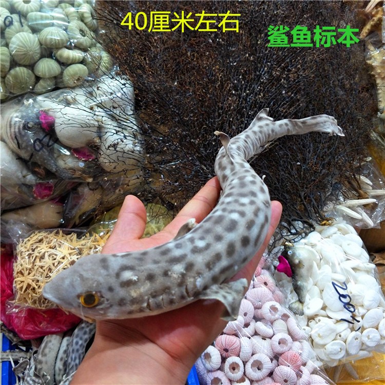 天然海螺貝殼工藝小鯊魚標本教材教學標本海洋生物標本