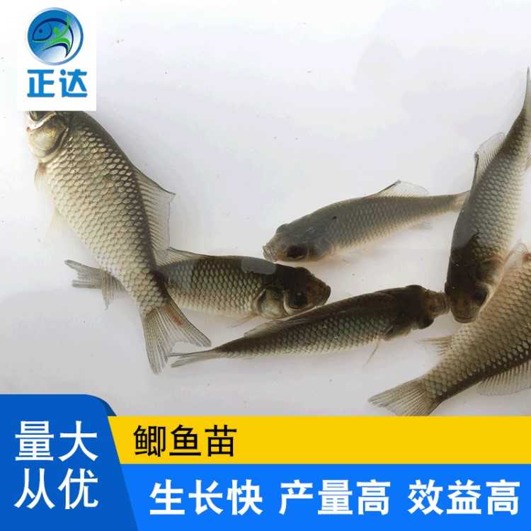 鯽魚 湘云鯽工程鯽 豐產(chǎn)鯽 水產(chǎn)養(yǎng)殖鯽魚苗