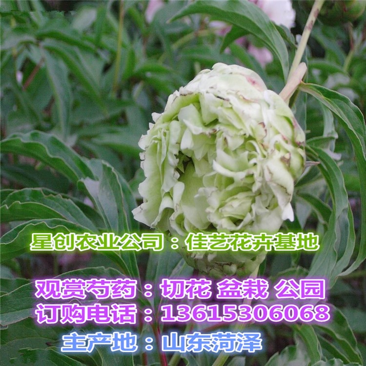 佳藝花卉種植基地直銷芍藥苗 精品觀賞芍藥 白芍藥