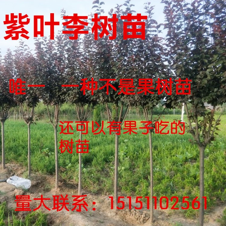 紫葉李樹(shù)苗速生紅葉李樹(shù)苗紫葉李小苗行道樹(shù)庭院別墅綠化苗占地苗