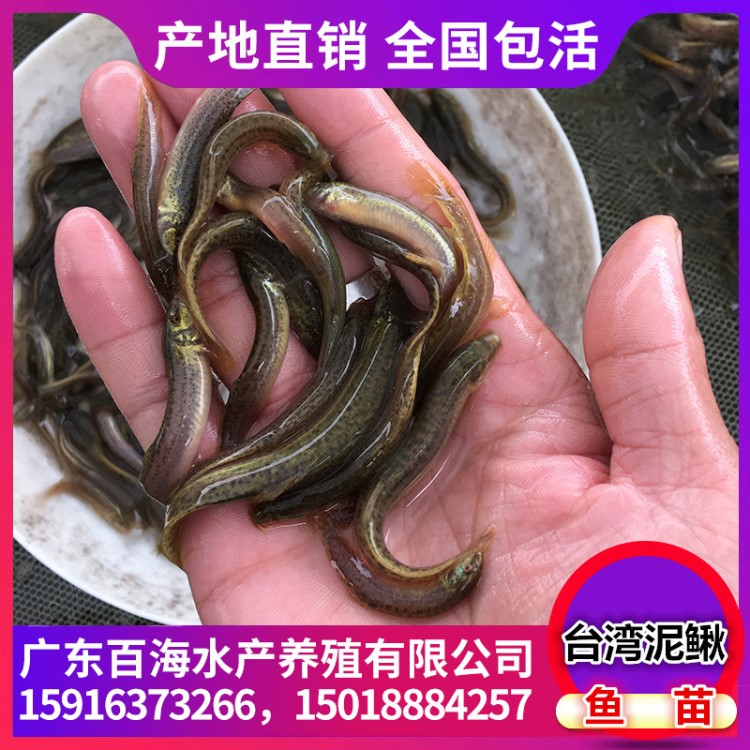 大量出售泥鰍魚(yú)苗 臺(tái)灣泥鰍魚(yú) 泥鰍魚(yú)苗 泥鰍水花 魚(yú)苗 魚(yú)苗批發(fā)