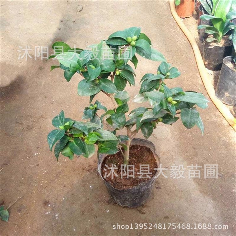 【大毅苗木】绿色庭院花卉植物 山茶 茶花树苗 绿化苗木基地供应