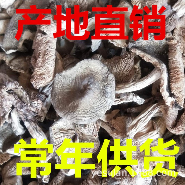 福建干貨三明特產(chǎn)野生菌野生梨菇青頭菌非云南產(chǎn)地直銷500克/1件