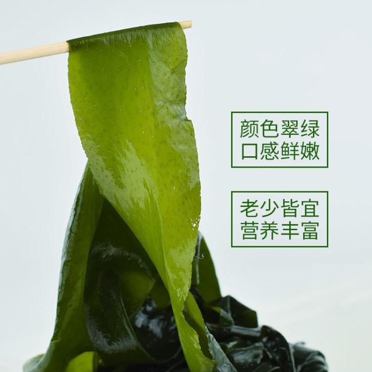 海菜包子酒店飯店用海帶鹽漬裙帶菜嫩葉做湯拌菜海菜嫩葉海草