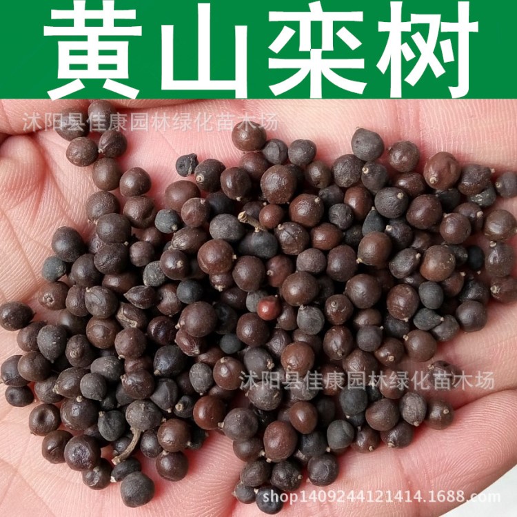 林木種子 欒樹種子 黃山欒種子 北欒 南欒 欒樹籽 1件=1斤