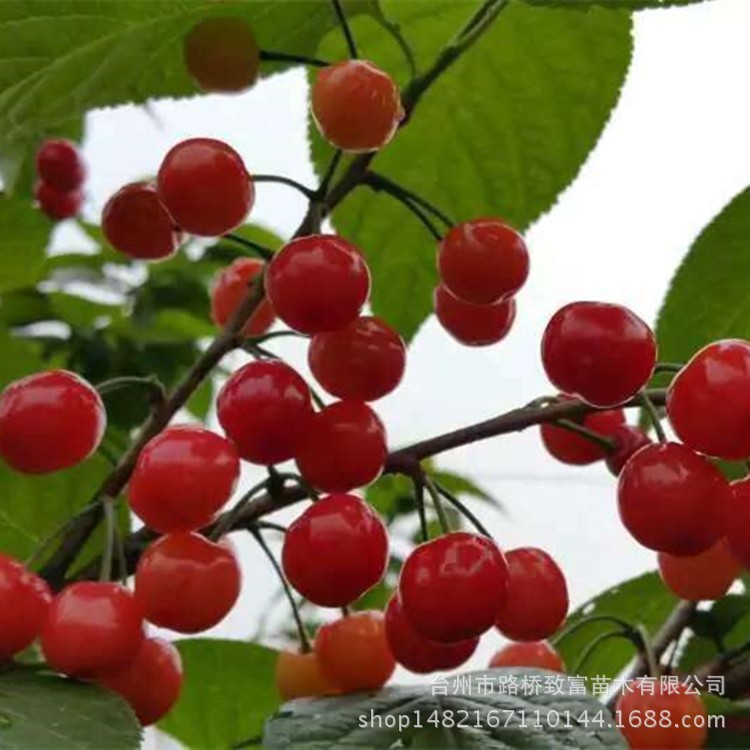 批發(fā)高品質(zhì)一年櫻桃苗 南方種植櫻桃果樹苗 庭院盆栽本地櫻桃樹苗