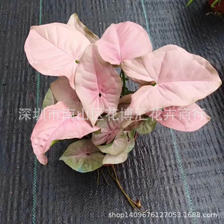 【基地直銷】批發(fā)室內(nèi)綠植花卉盆栽110#紅粉佳人合果芋辦公室桌面