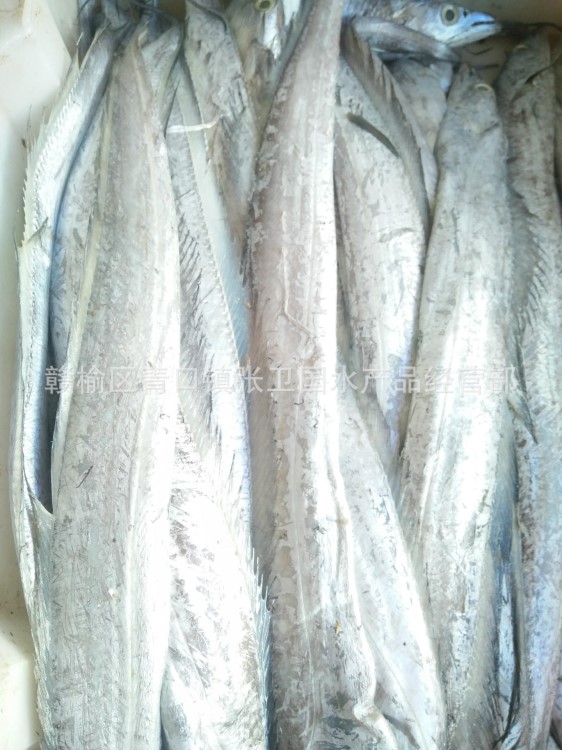 冷庫直銷 海產(chǎn)品批發(fā) 野生白帶魚 帶魚型號多種批發(fā) 量大從優(yōu)